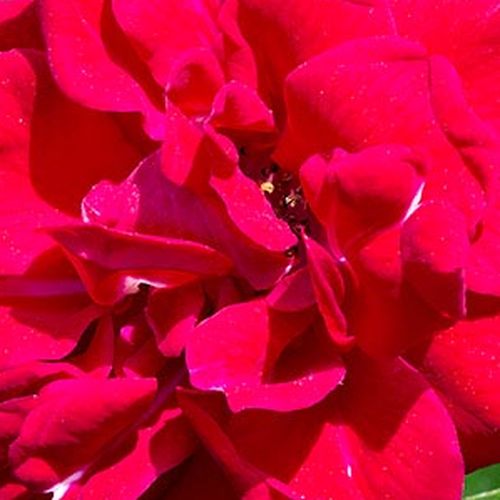 Rosa Hello® - rosa sin fragancia - Árbol de Rosas Floribunda - rosal de pie alto - rojo - Alain Antoine Meilland- froma de corona llorona - Rosal de árbol con multitud de flores que se abren en grupos no muy densos.